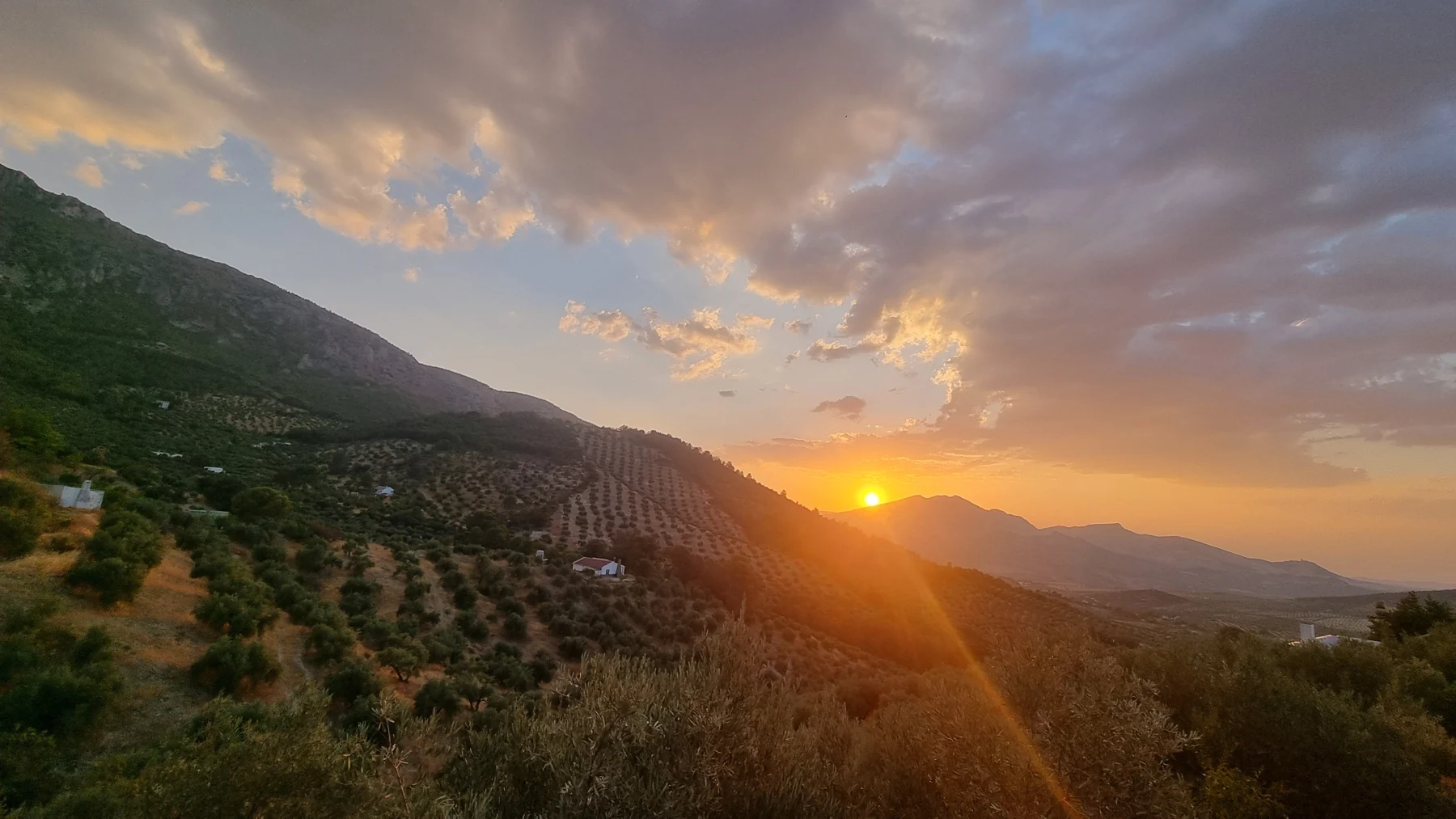 La luz del atardecer sobre el olivar