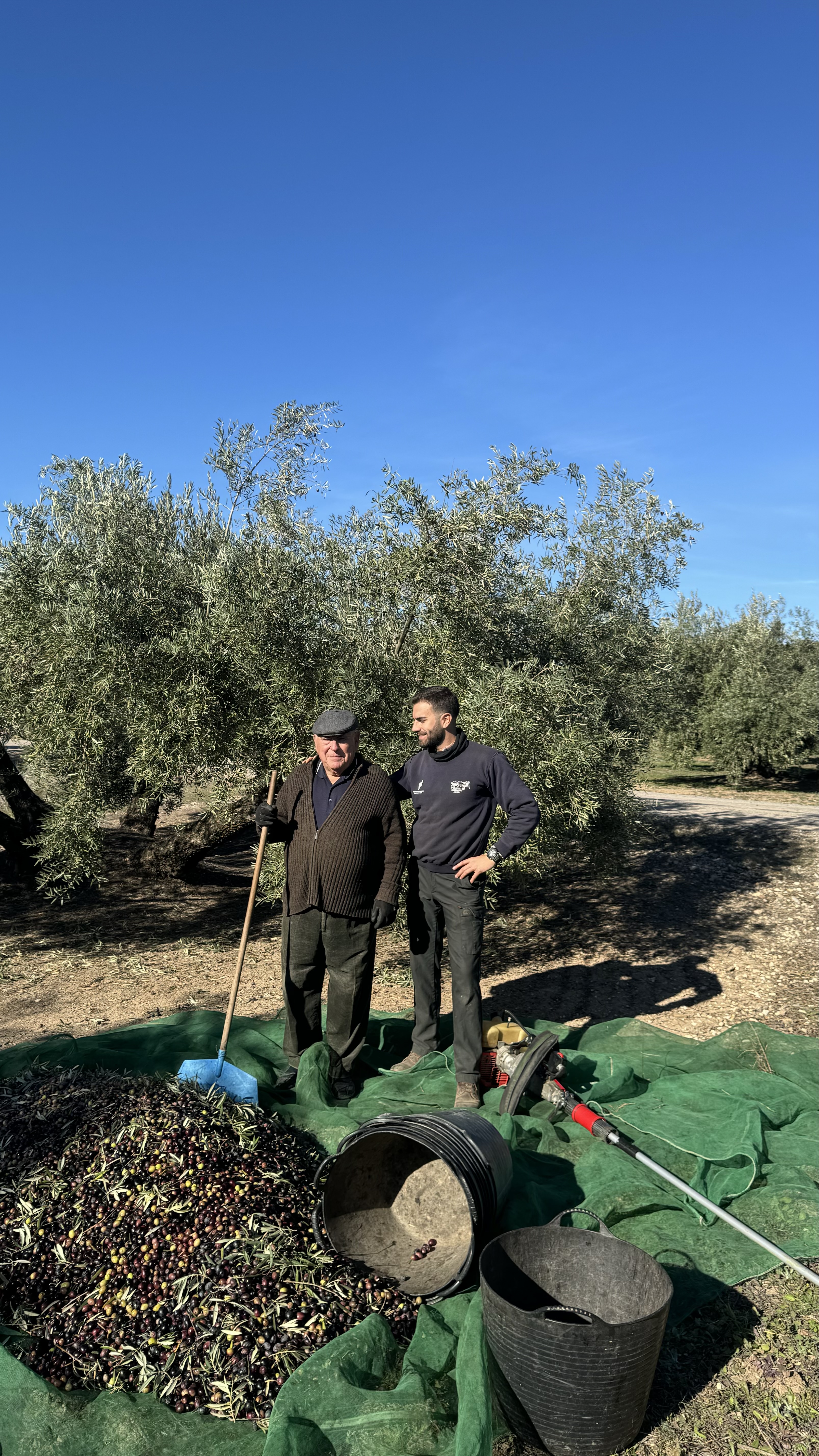 Dos generaciones compartiendo una jornada de recogida en el olivar