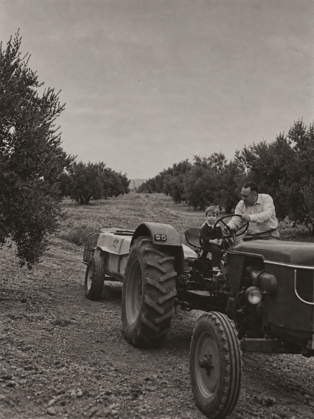 Un adulto y un niño sobre un tractor entre los olivos