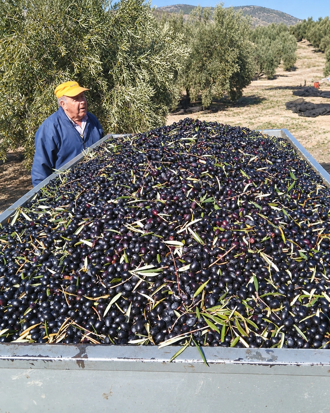 Un hombre junto a un remolque lleno de aceitunas negras en el olivar