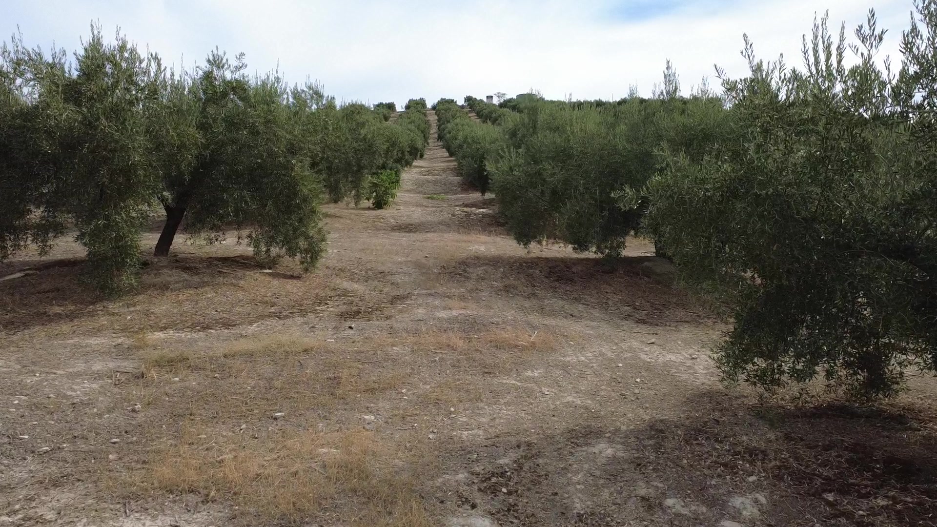 Vista del olivar de SALVAOVE